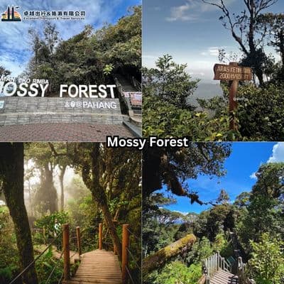Mossy Forest